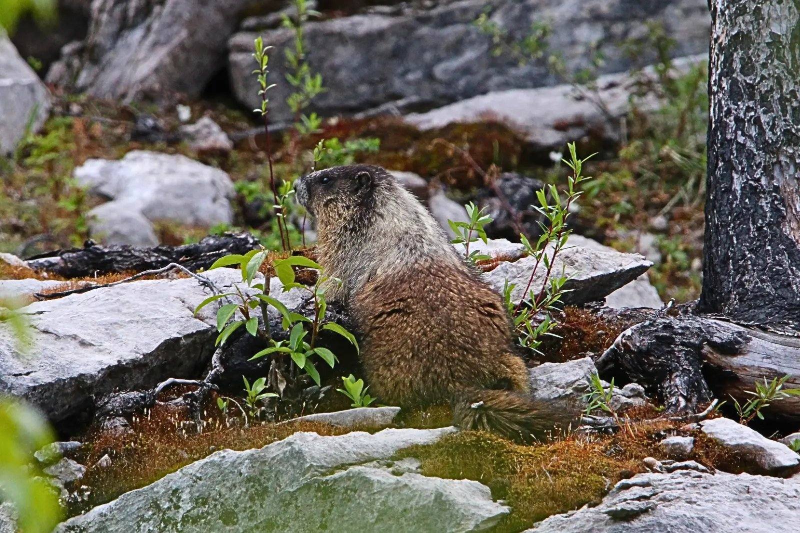 A marmot among rocks and moss on a trail in Jasper National Park.
