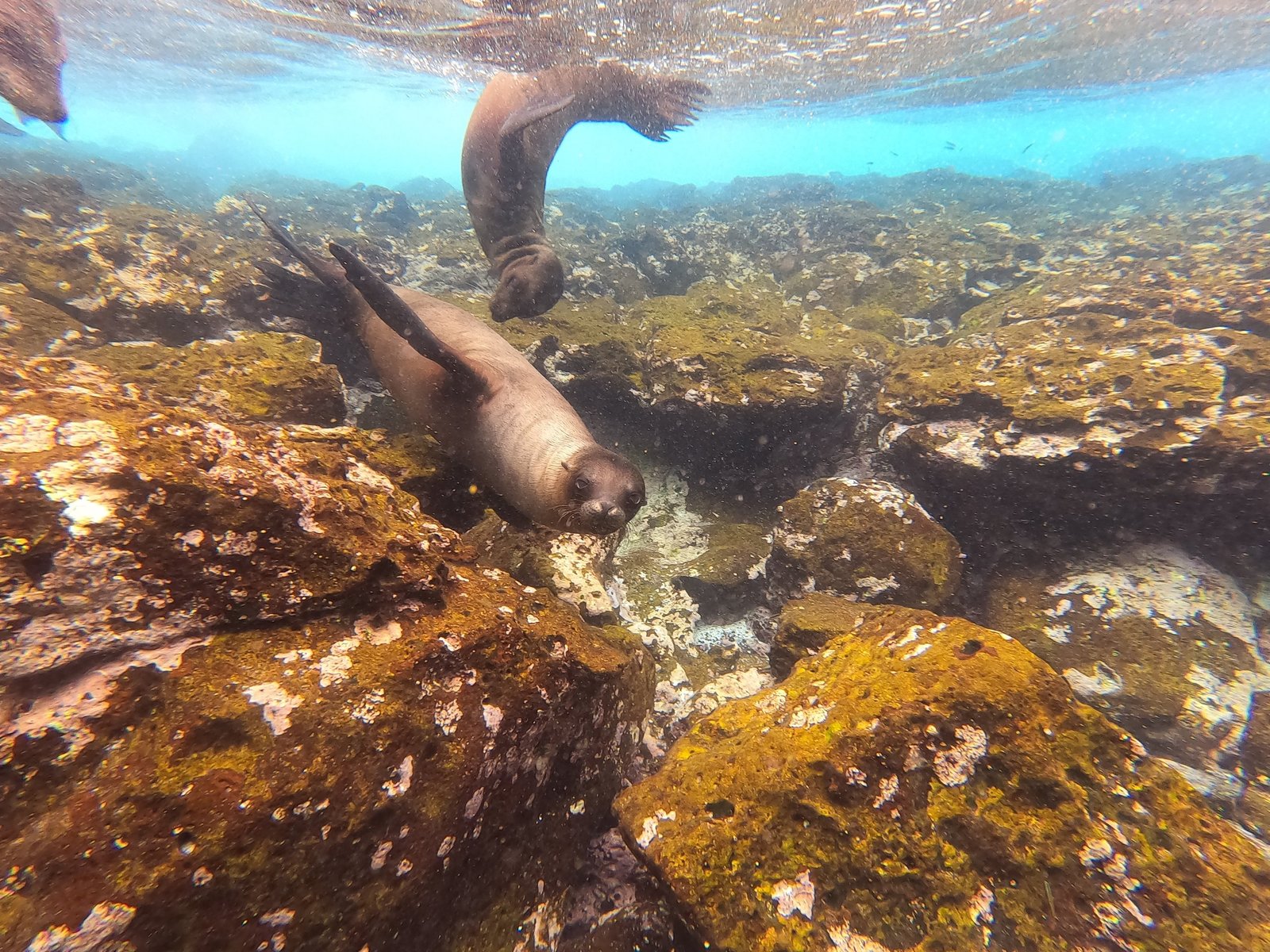 Two sea lions swimming over rocky reef in clear Galápagos water.