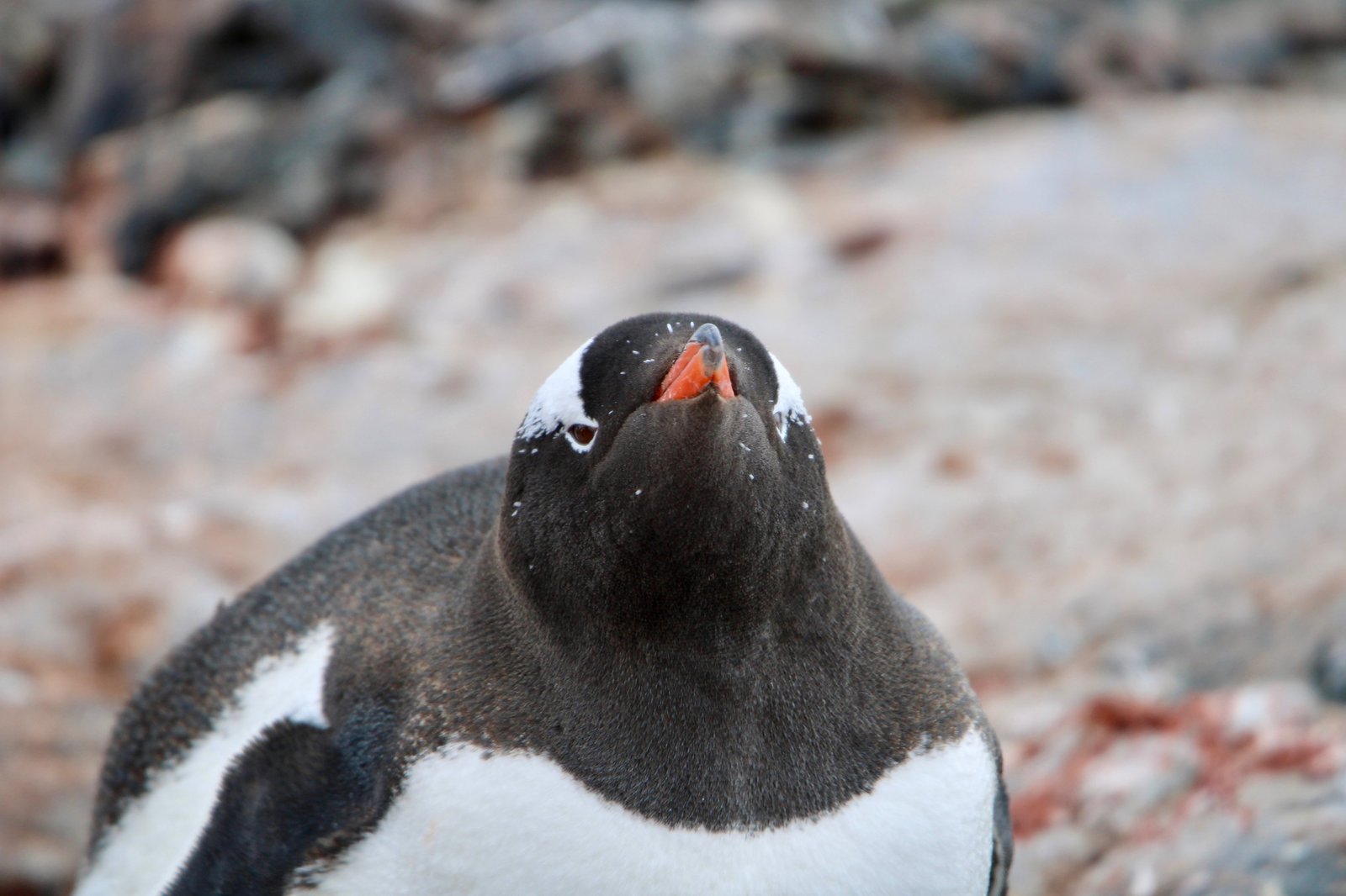 A gentoo penguin standing on a rocky Antarctic beach, looking straight at the camera.