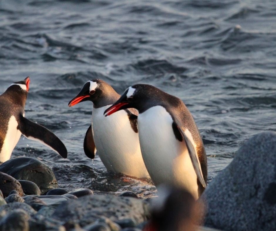 Three gentoo penguins with orange beaks wading ashore onto a rocky Antarctic beach