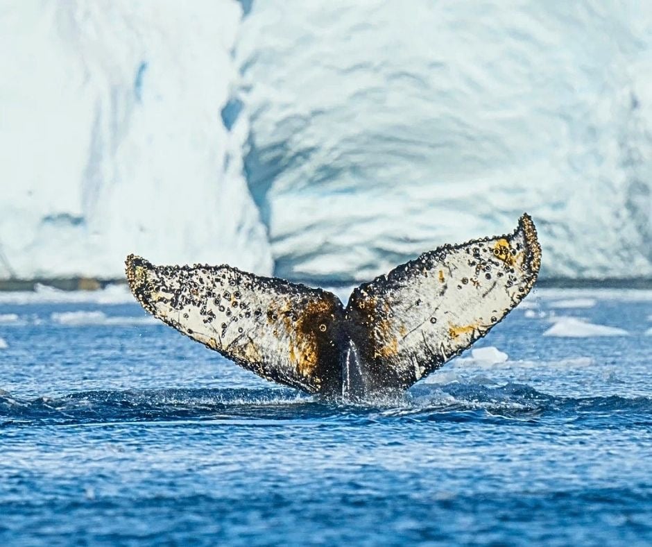 A humpback whale fluke rising from blue water against a massive white iceberg