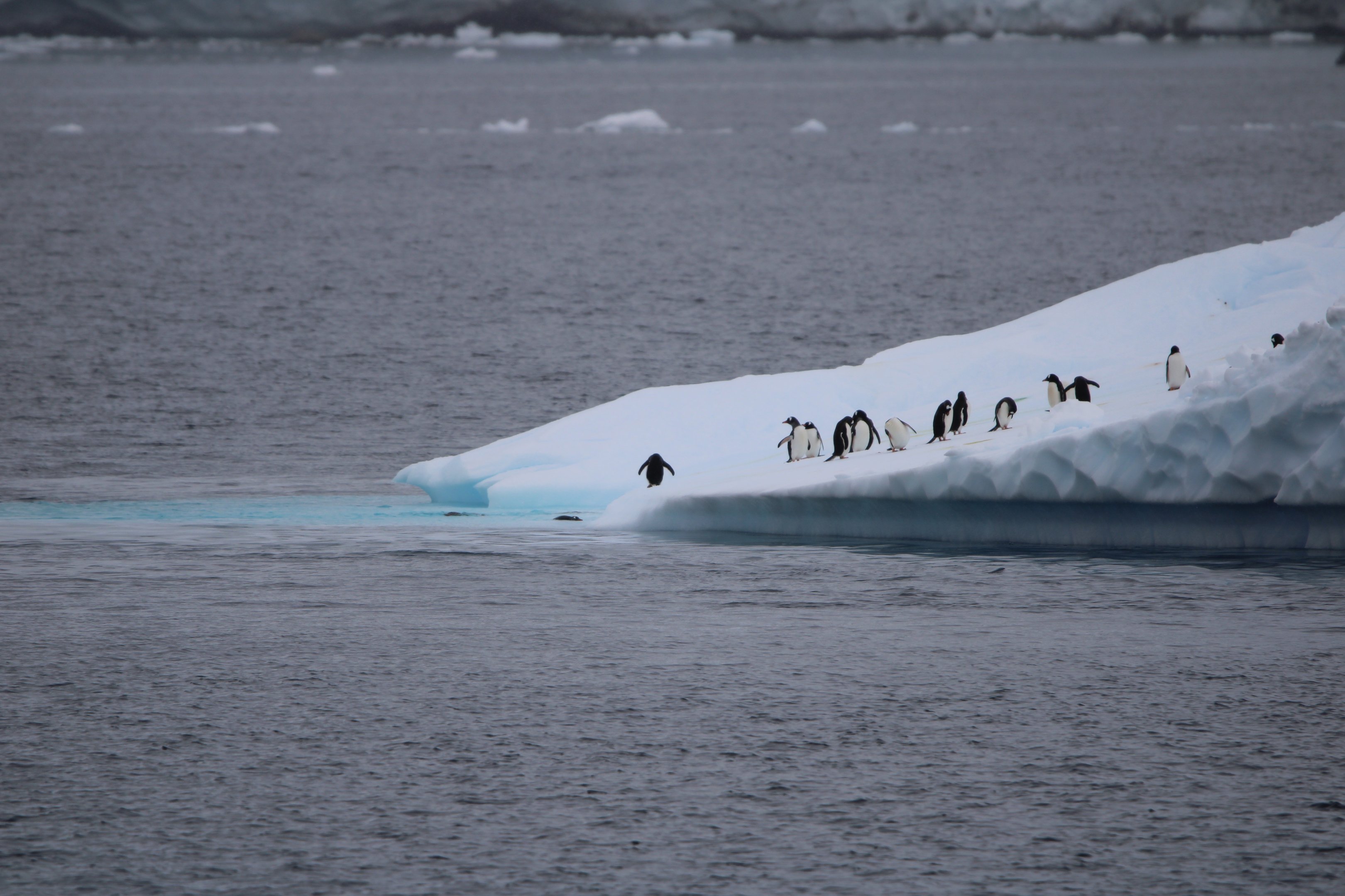 A group of gentoo penguins waddling and diving off a large floating iceberg in Antarctica