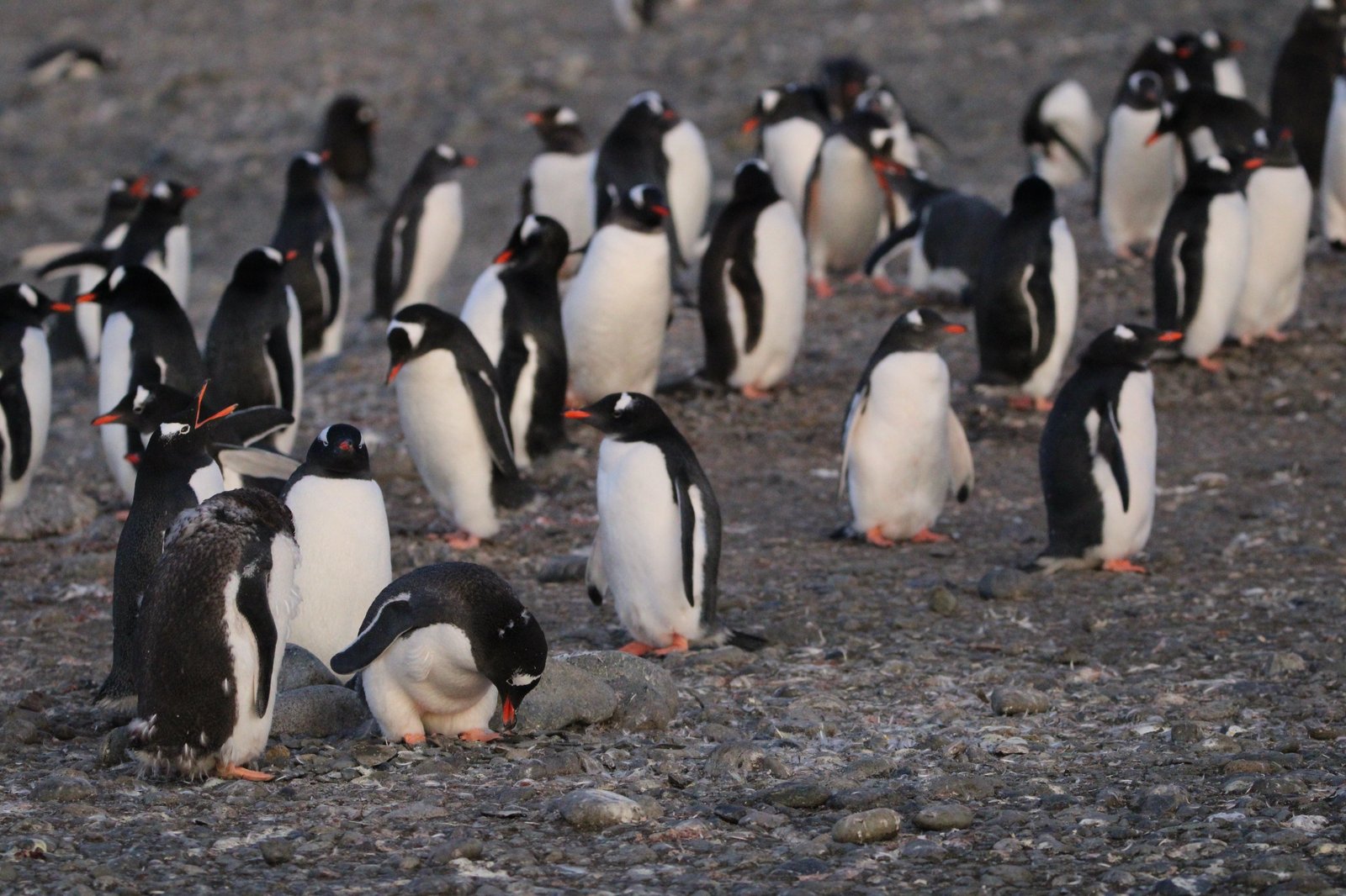 A colony of gentoo penguins on a rocky Antarctic beach, one bird preening at the front