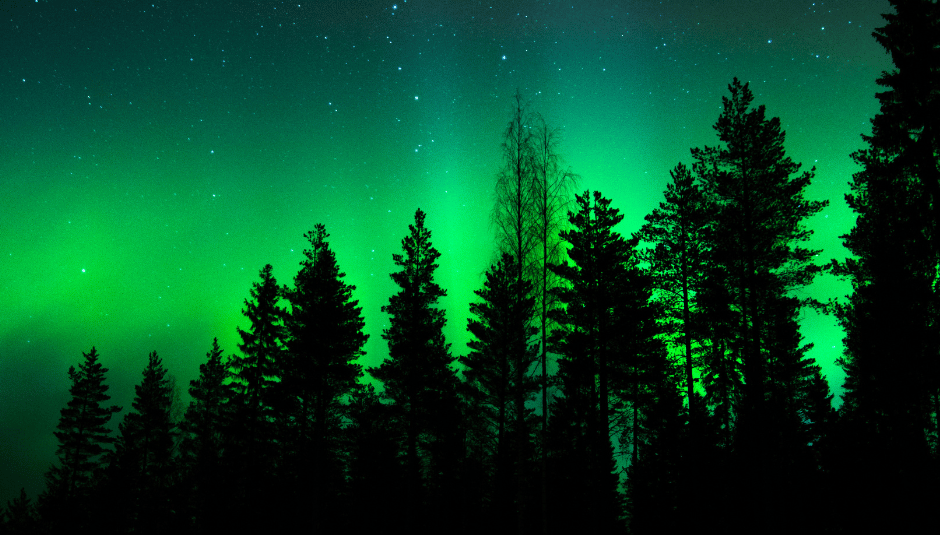 Bright green Northern Lights glowing behind the dark silhouettes of a northern pine forest.