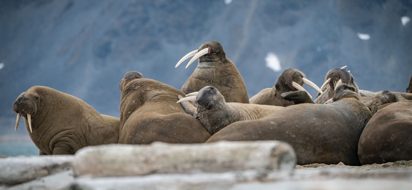 A group of walrus sitting on the rocks in Svalbard.
