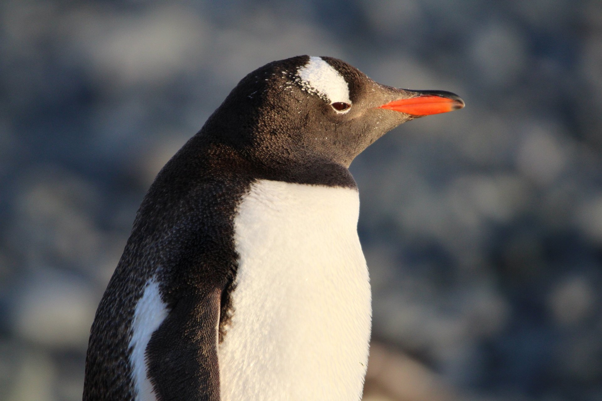 A gentoo penguin in profile in low golden light, its orange bill bright against a blurred stony shore.