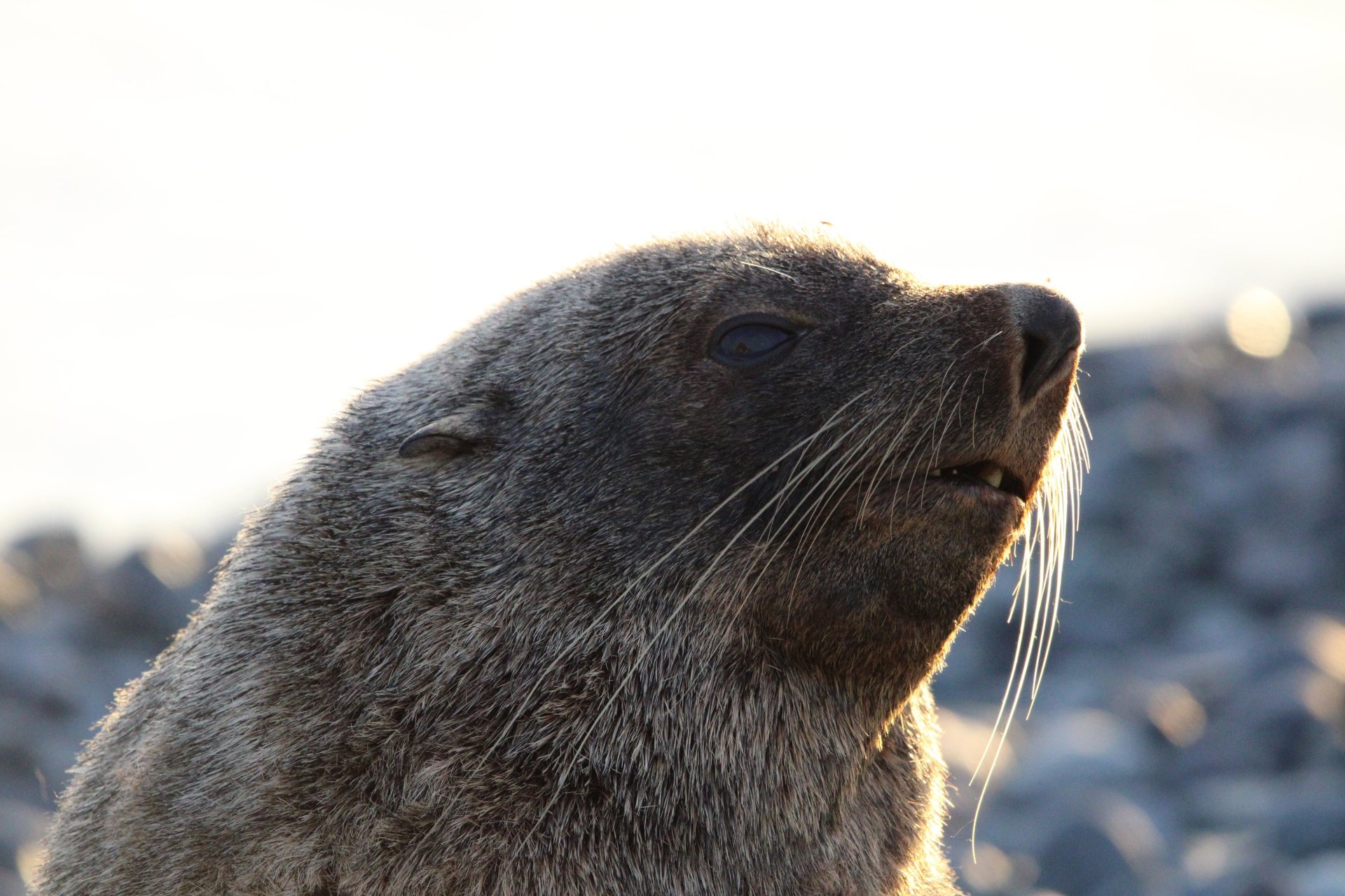 An Antarctic fur seal lifting its head into low golden light on a stony shore.