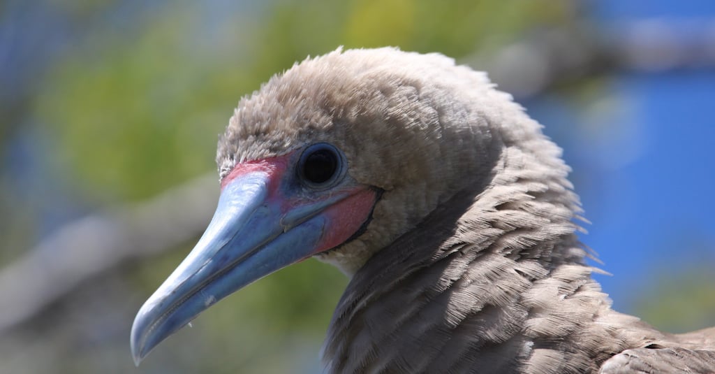 Nesting seabirds in the pisonia trees on Bird Island (Motu Puarua), Tikehau.