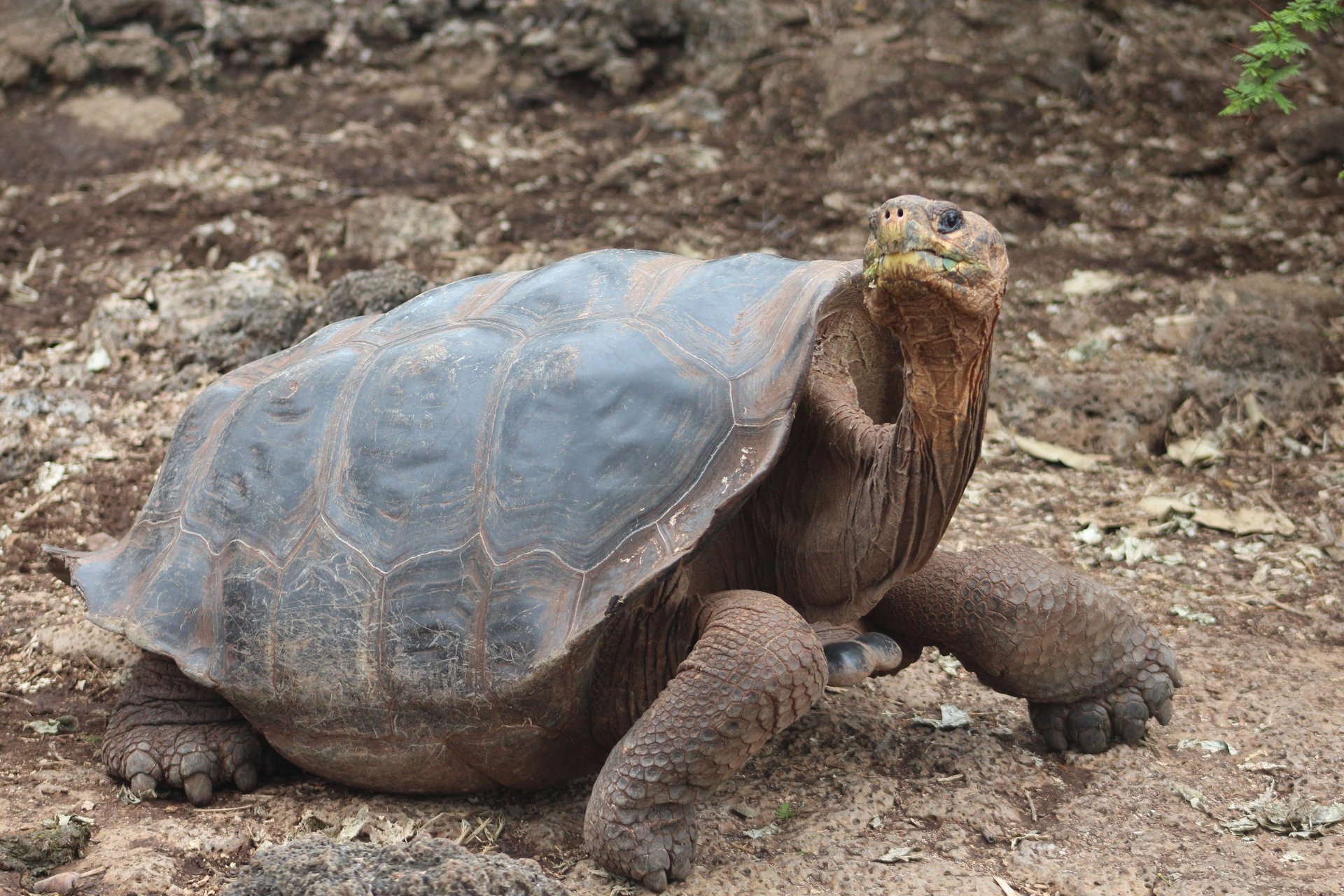 A Galápagos giant tortoise in the lush green highlands.