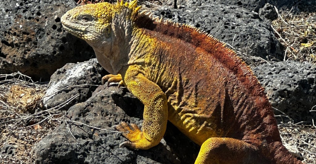A marine iguana on the rocky Galápagos shoreline, one of the archipelago's most adaptable reptiles.