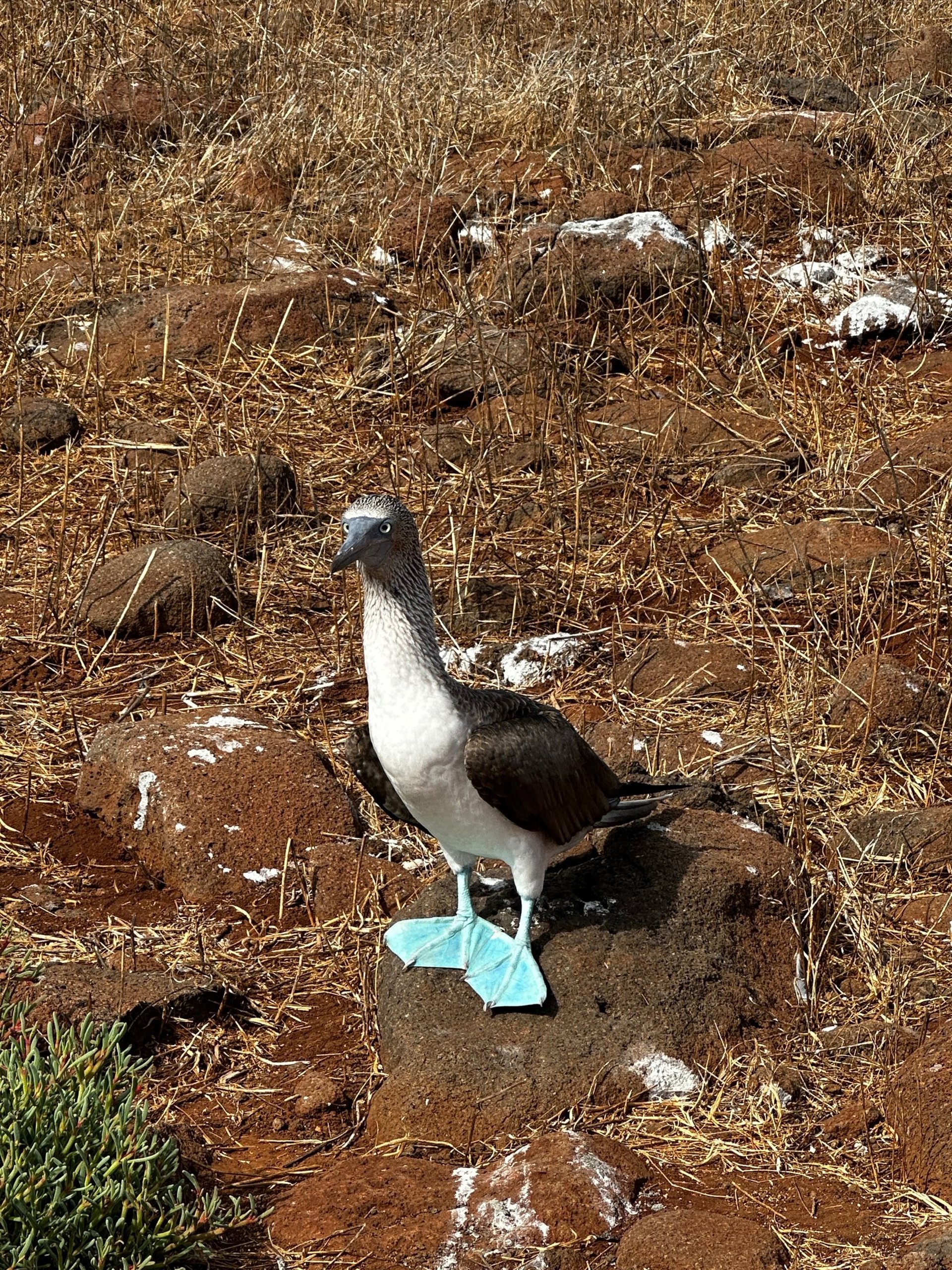A blue-footed booby standing on reddish volcanic ground in the Galápagos