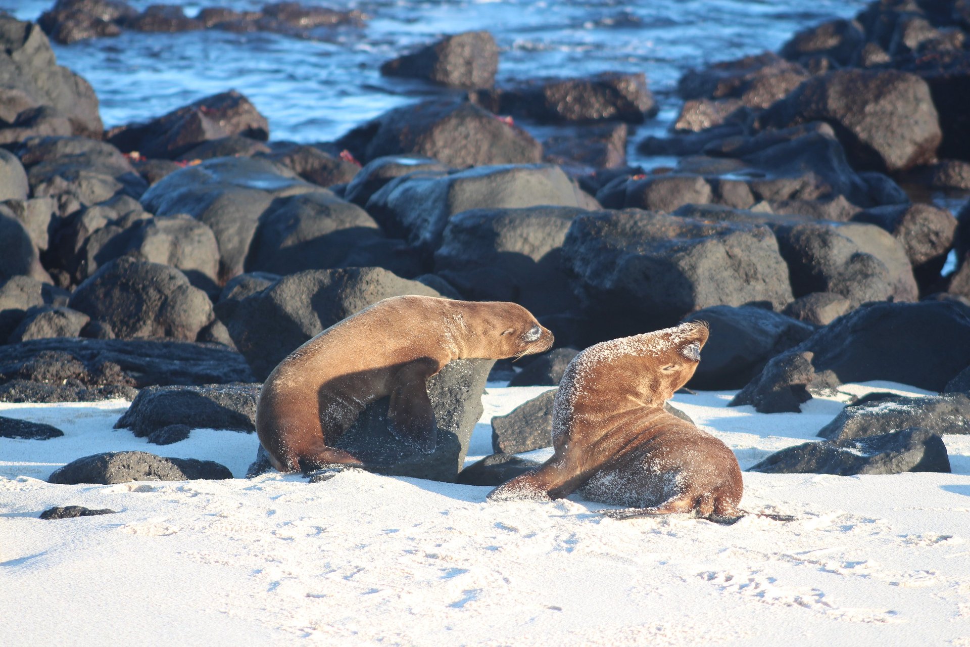 Two Galápagos sea lions resting on white sand beside black volcanic rock