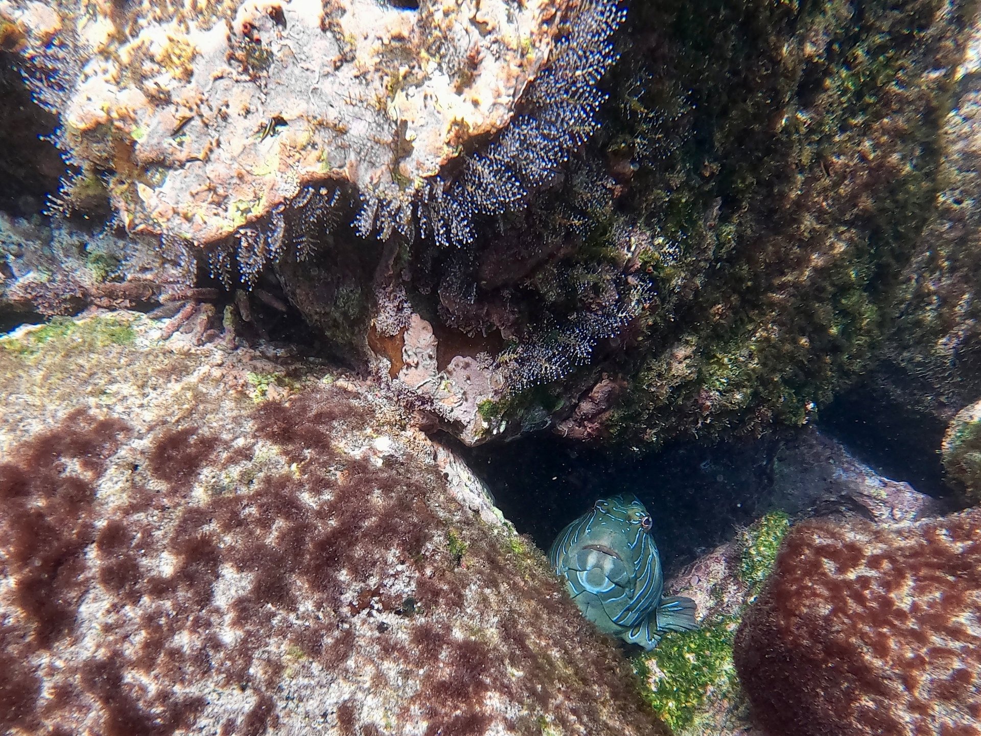 A brightly patterned fish in a shallow rocky tide pool, the kind of marine life seen while snorkeling in the Galápagos