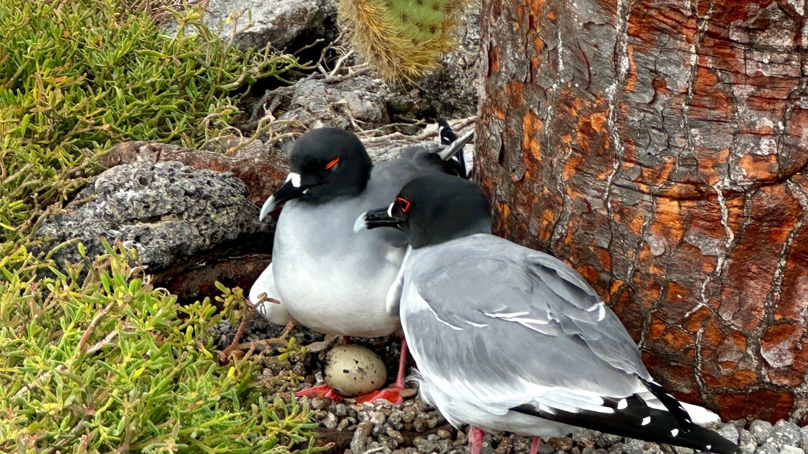 Galápagos wildlife on a volcanic shoreline during the archipelago's warm season
