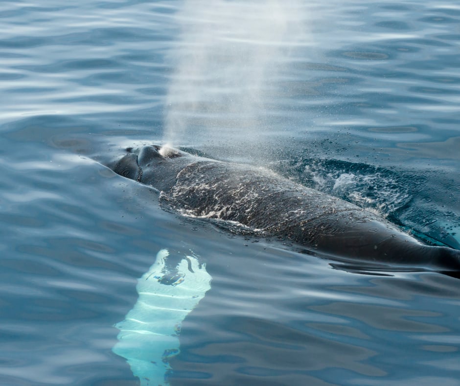 A large whale surfacing and blowing a tall column of spray beside a small piece of pale blue ice.