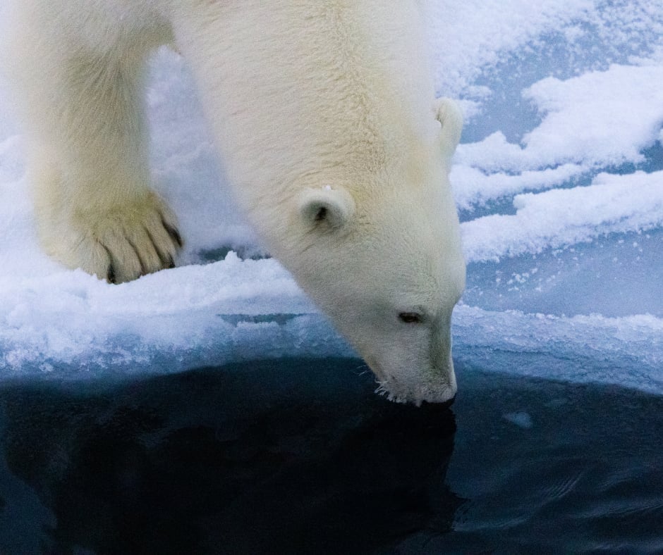 A polar bear leaning down from a snow-covered ice floe to drink from dark Arctic water.