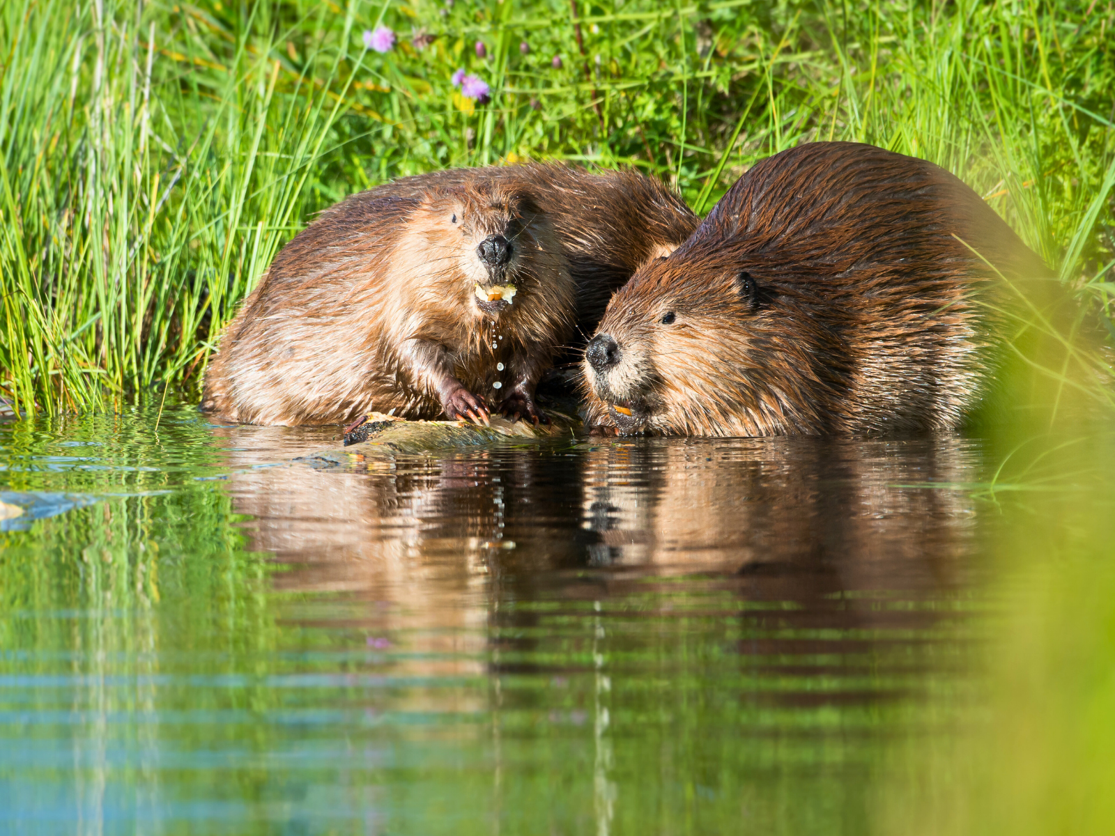 A beaver at the water's edge in the Canadian Rockies.