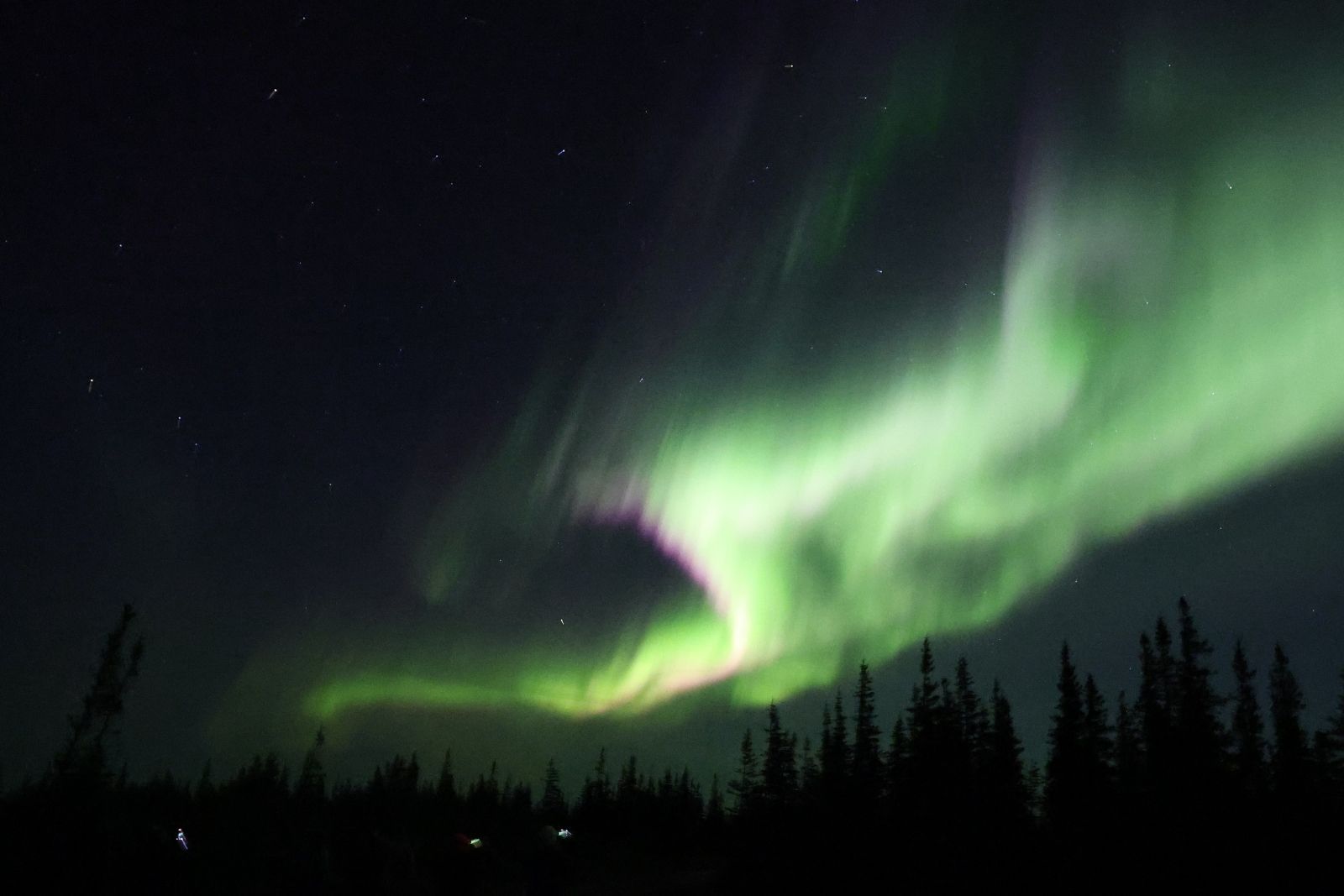 Green aurora arcing above black spruce silhouettes on the tundra.