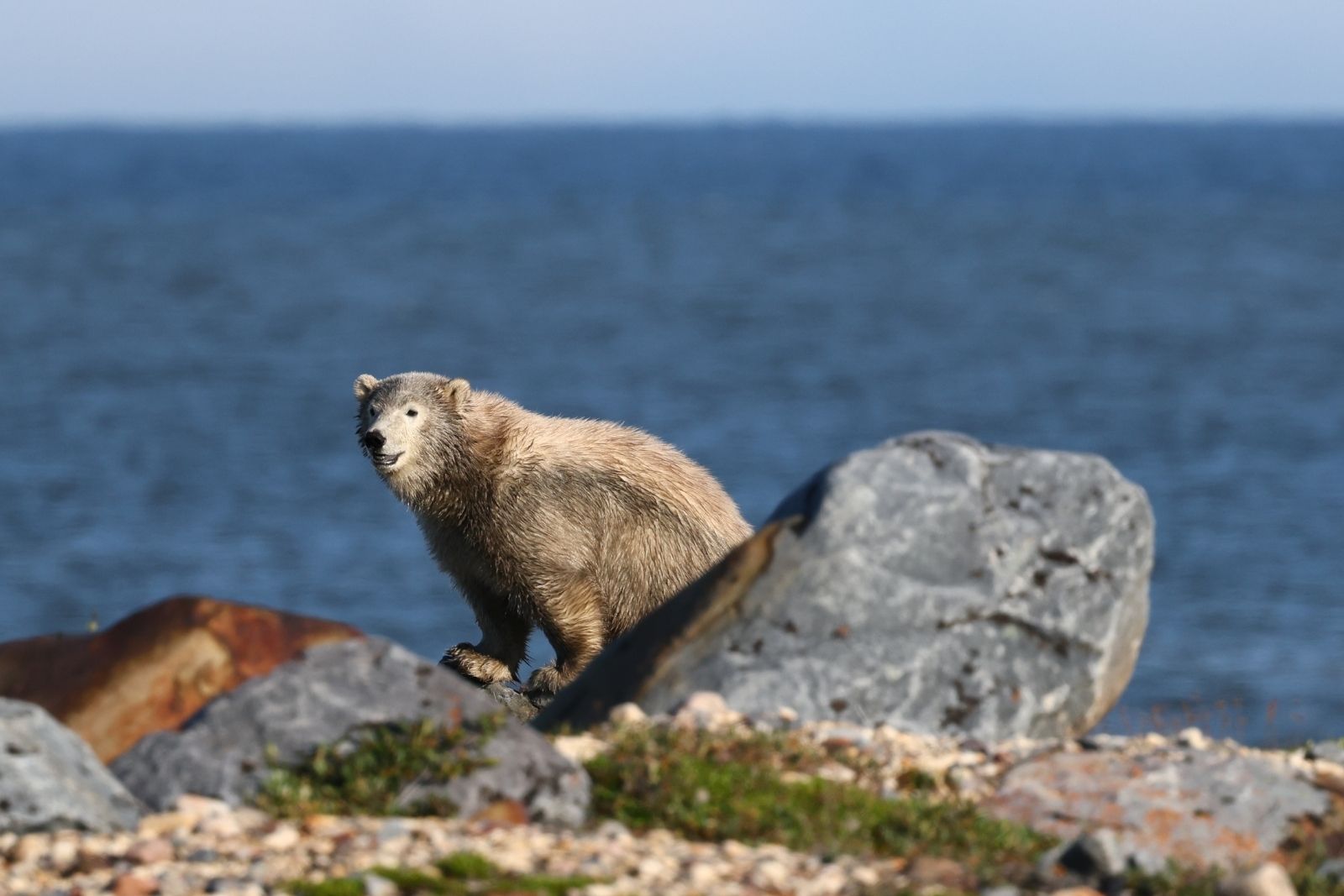 A polar bear walking the rocky coast of Hudson Bay under blue sky.