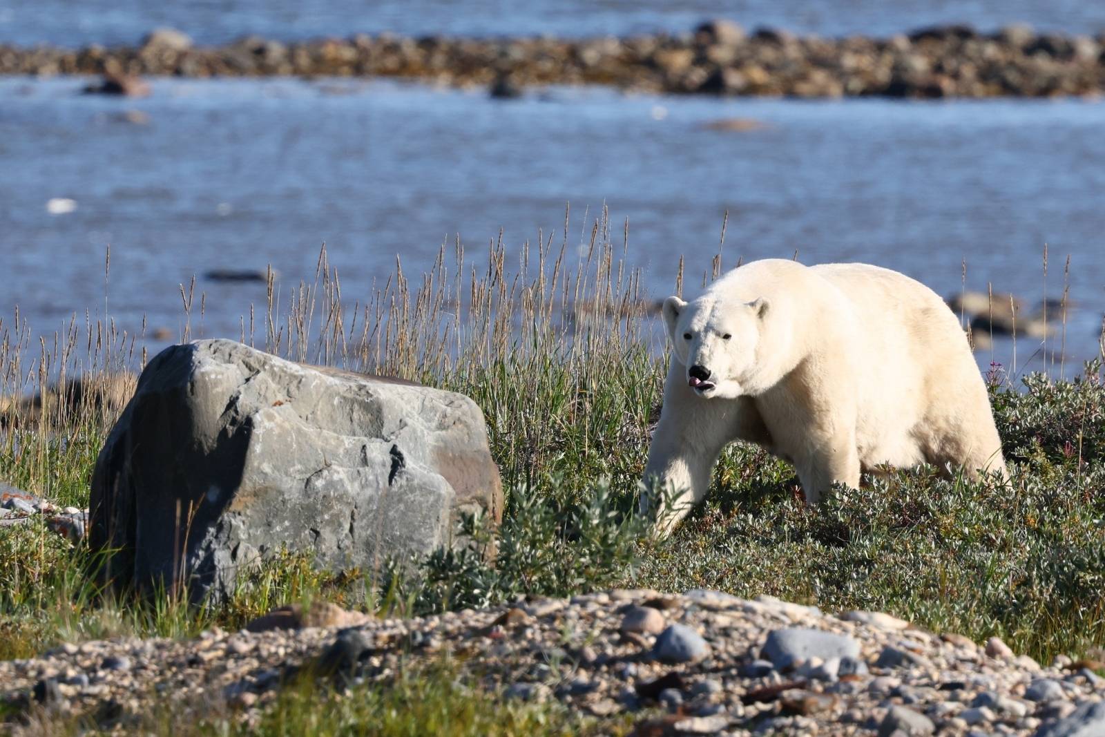 A polar bear on the rocky shoreline in early morning light with Hudson Bay behind.