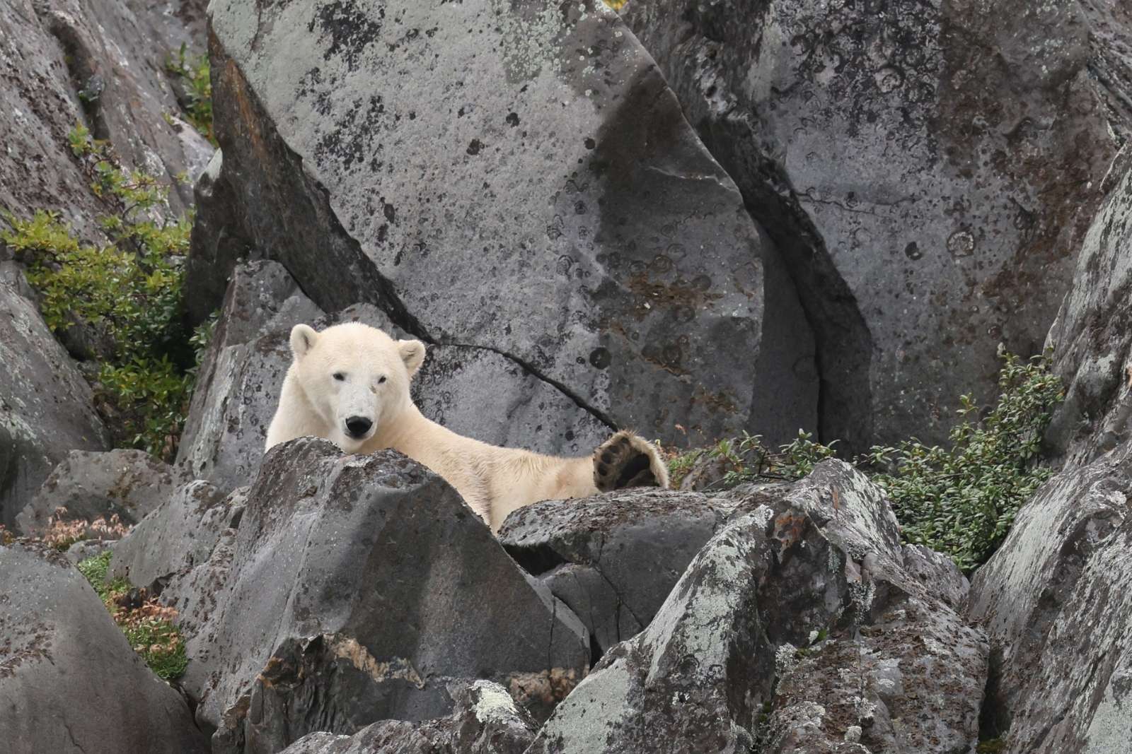 A polar bear resting between rocks, looking toward the camera.