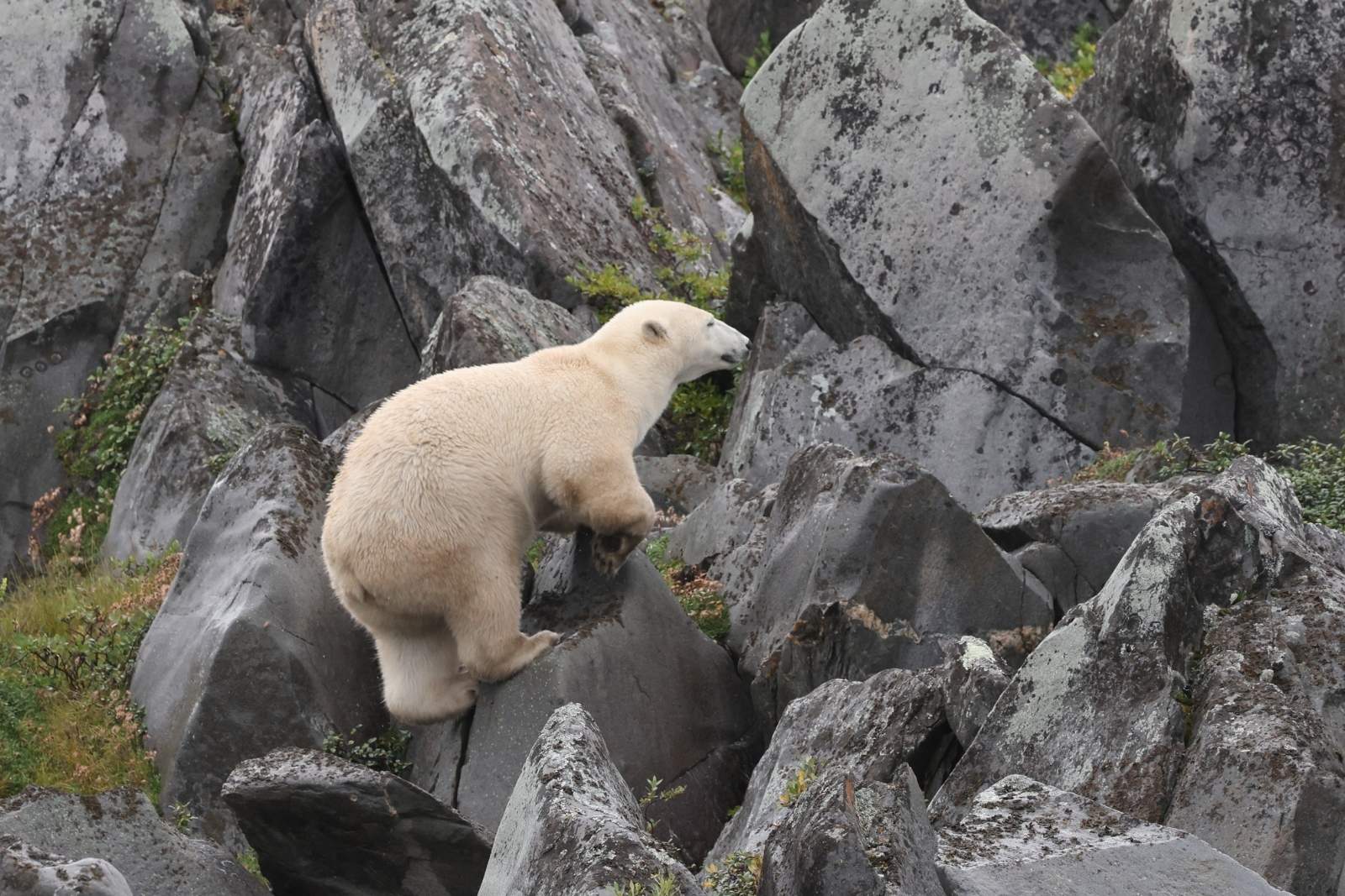 A polar bear climbing among grey granite outcrops with green tundra vegetation.