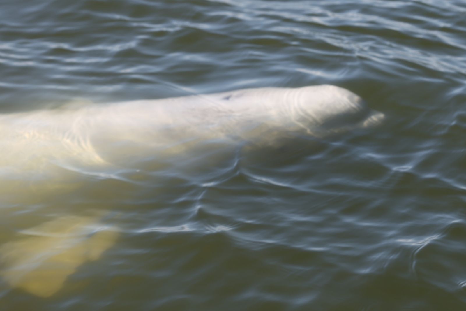 A beluga whale surfacing directly alongside the Zodiac, its melon breaking the surface.