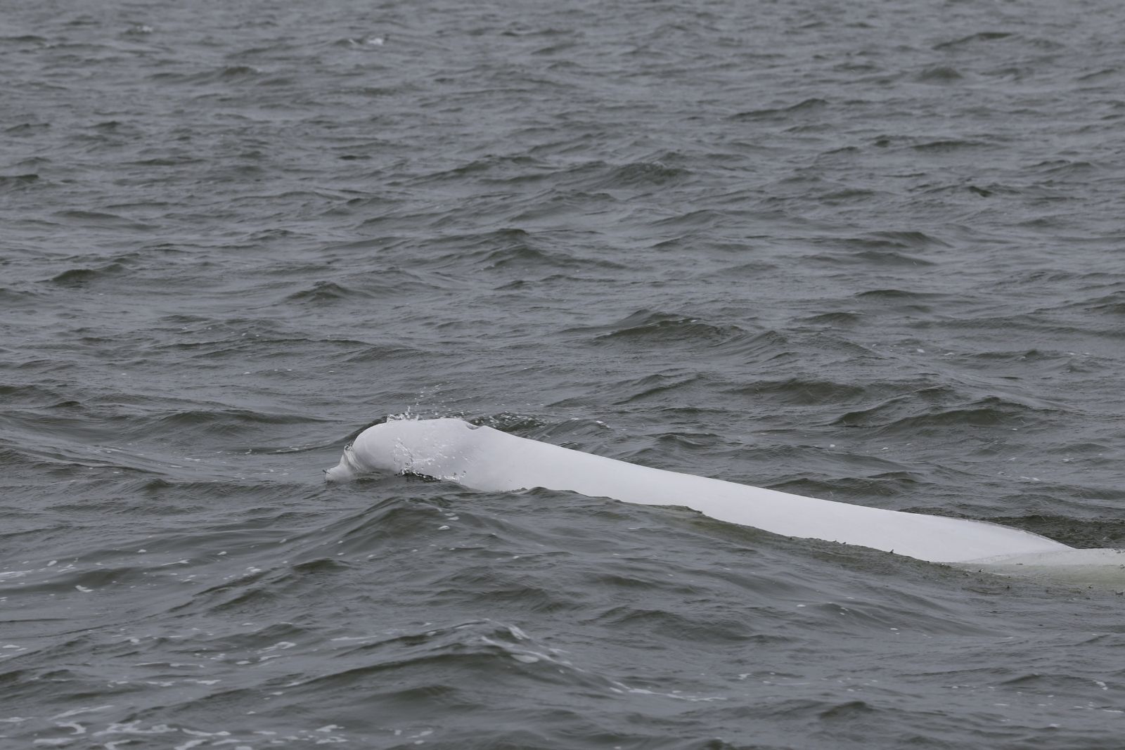 A beluga whale surfacing in grey choppy water under low cloud.