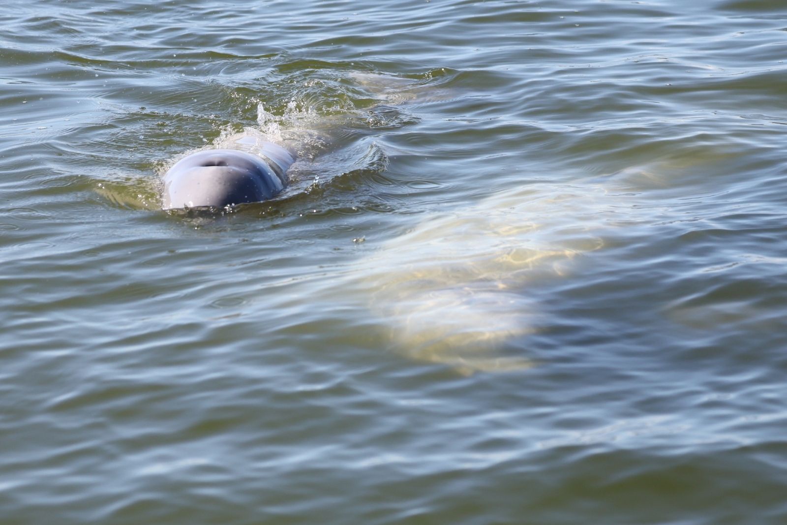 A beluga calf surfacing beside its mother in the Churchill River.