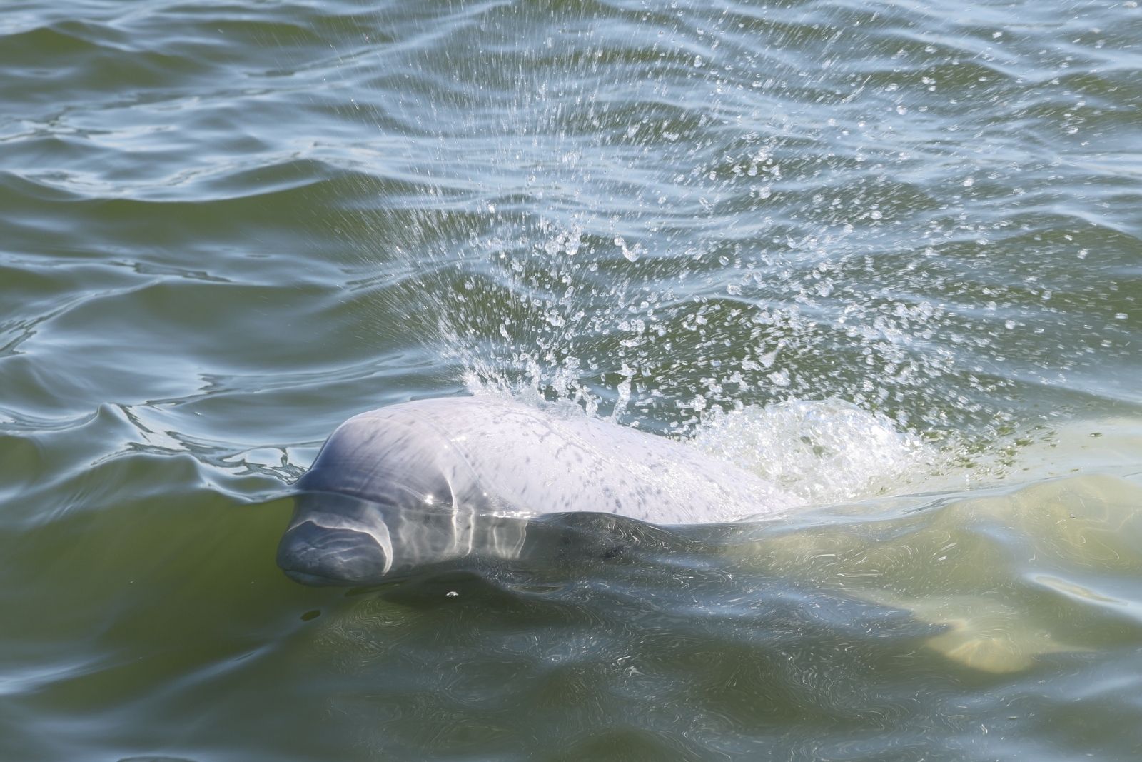 A beluga surfacing hard beside the boat, throwing spray, a red jacket at the edge of frame.