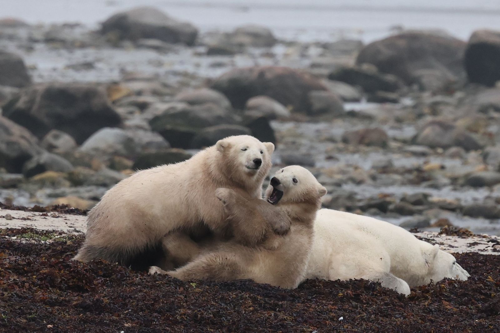 Two polar bear cubs wrestling on a bank of seaweed while their mother lies beside them.