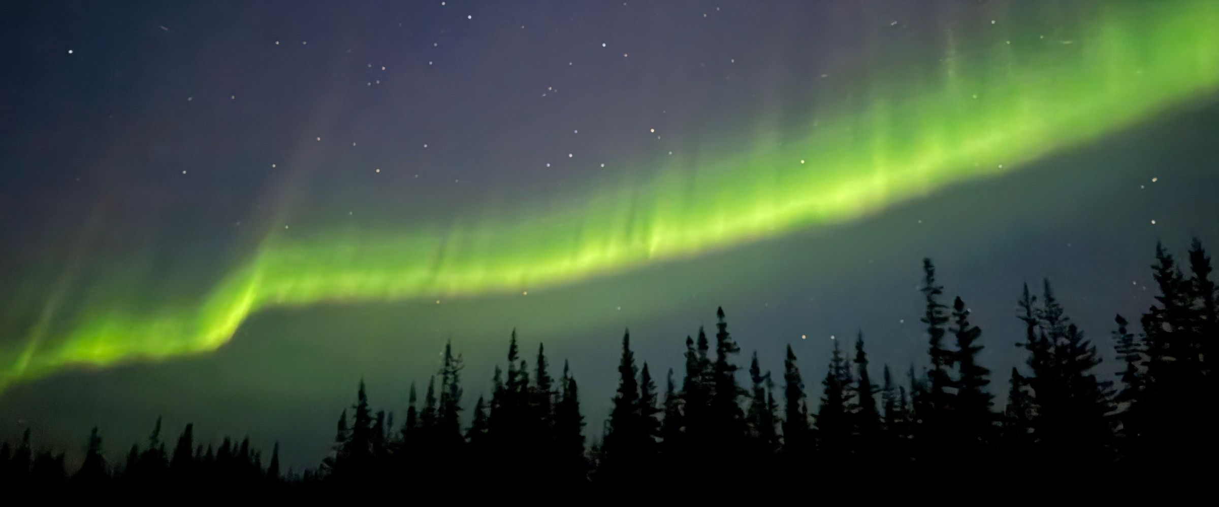 Green northern lights arcing above black spruce on the tundra outside Churchill, Manitoba.