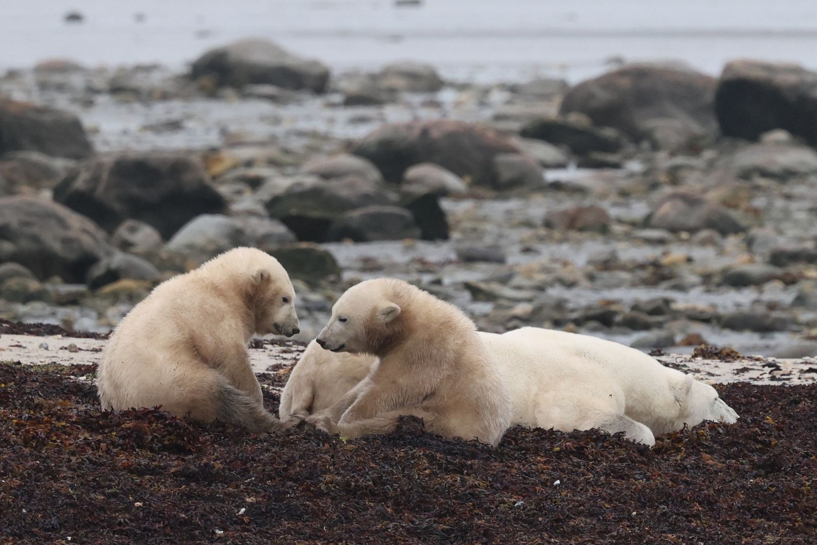 A mother polar bear resting on seaweed with her two cubs at low tide.