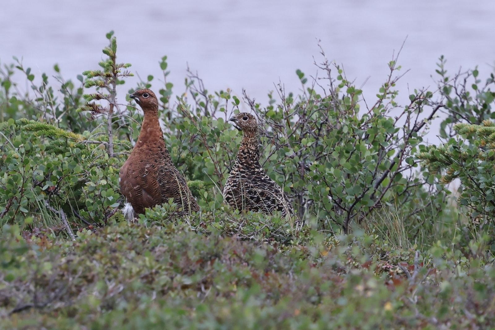 Two ptarmigan in brown summer plumage among green tundra scrub beside a lake.