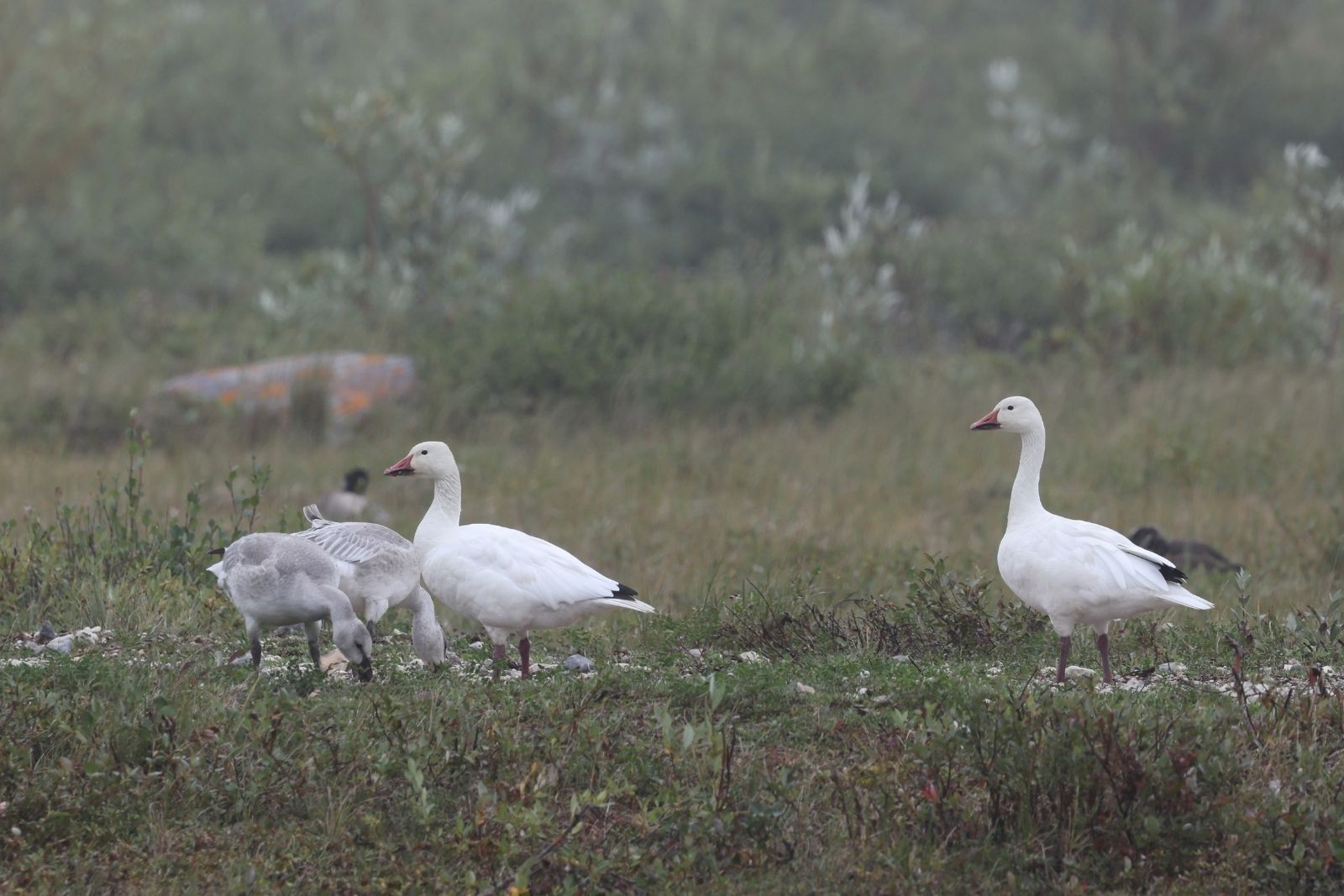 Snow geese and a grey gosling grazing on the tundra in mist.