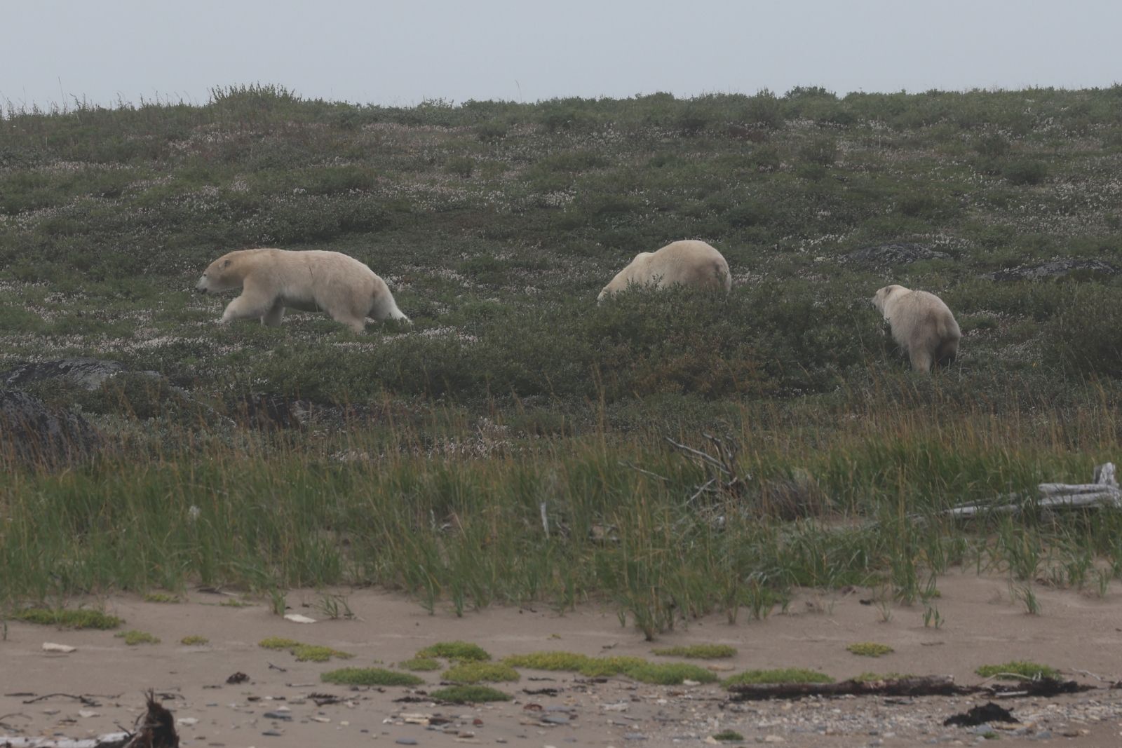 Three polar bears on the green tundra shoreline seen from the water.