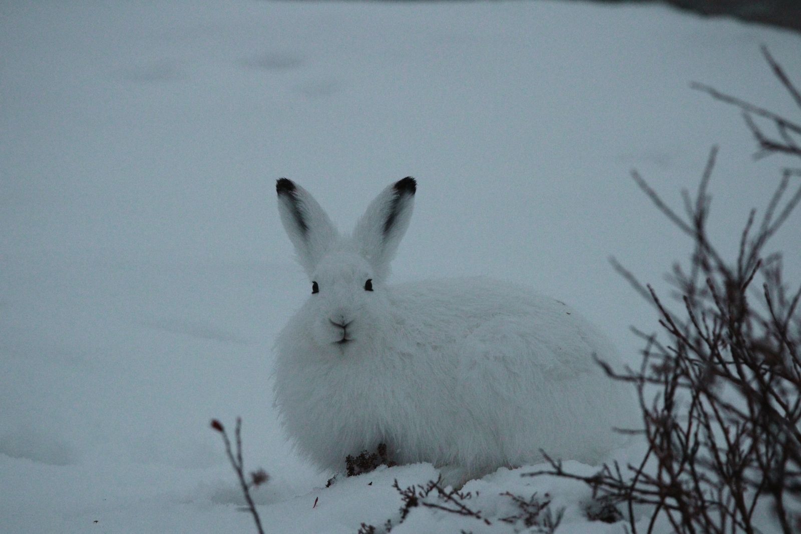 An Arctic hare in full white winter coat sitting in the snow.
