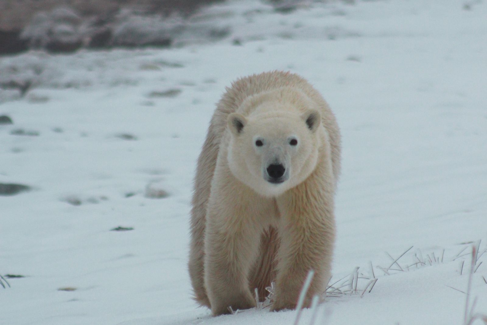 A polar bear walking directly toward the camera across open snow.