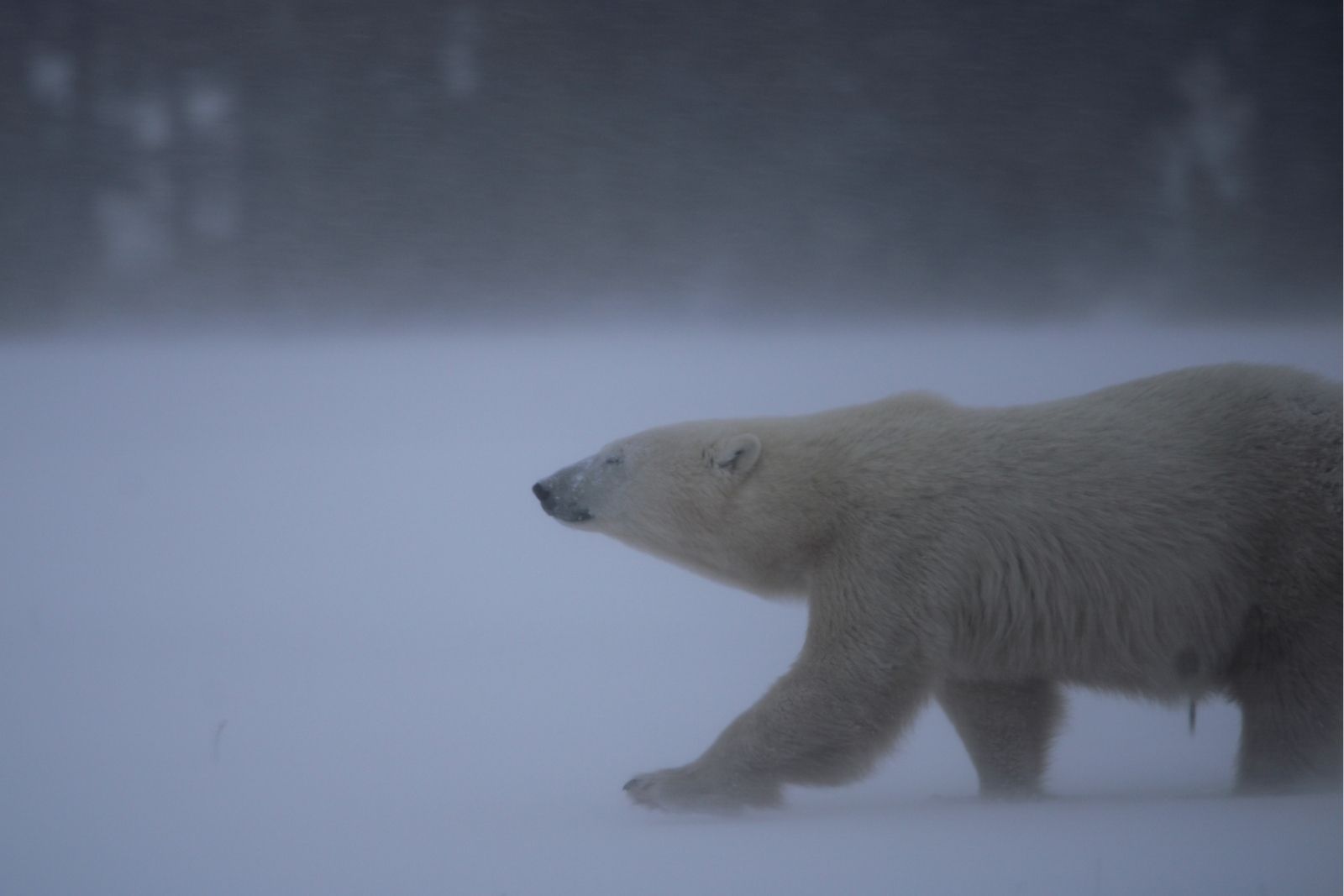 A polar bear walking into driving snow with its eyes closed against the wind.