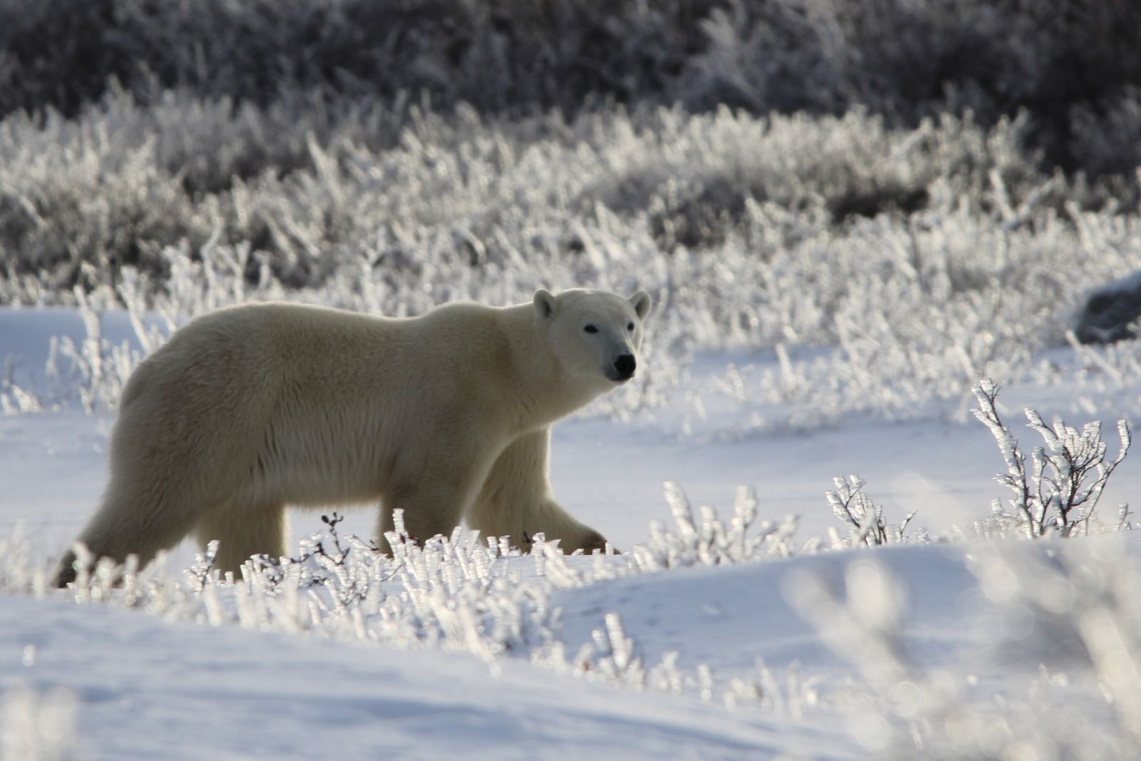 A polar bear walking through frost-covered tundra in low golden light.