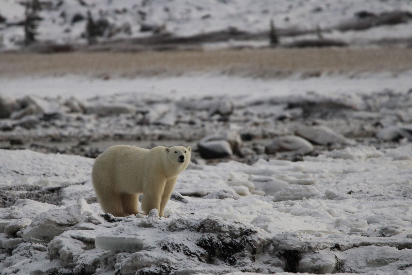 A polar bear standing on broken shore ice at the edge of Hudson Bay.