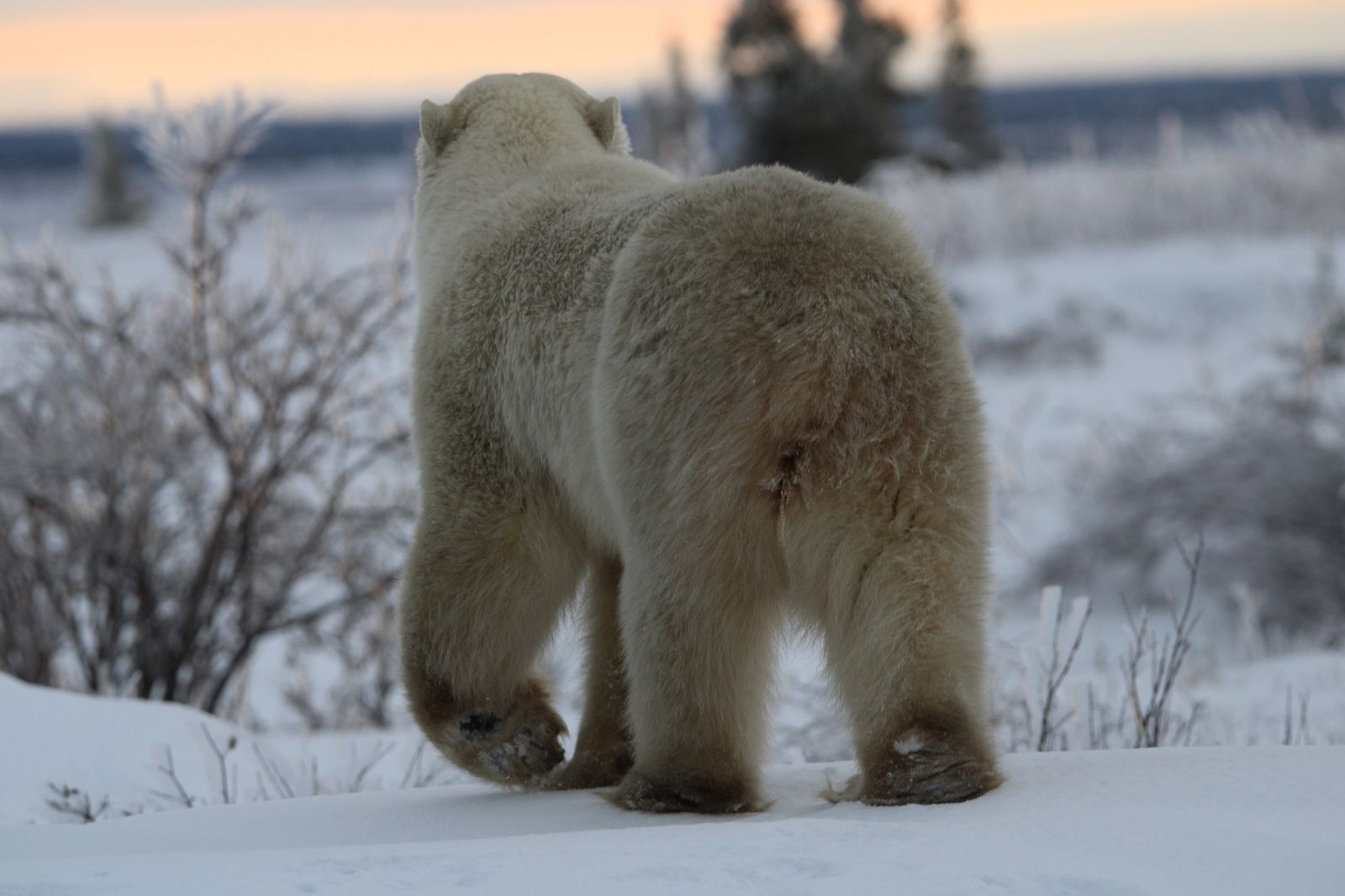 A polar bear walking away across the snow at sunrise, the sky glowing orange behind.