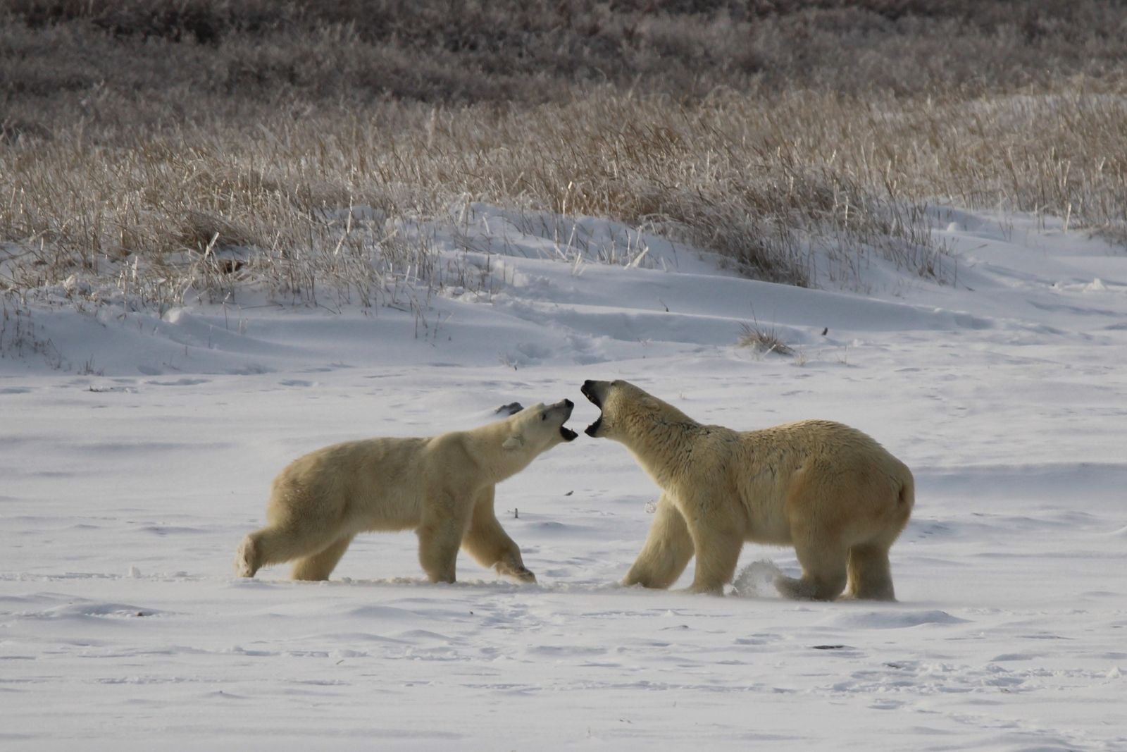 Two polar bears facing off, mouths open, on open snow.