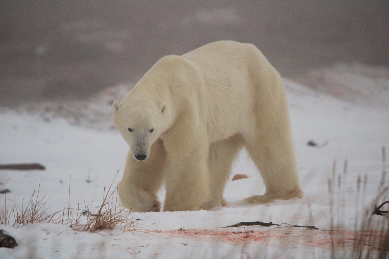 A large polar bear with its head lowered over bloodstained snow.