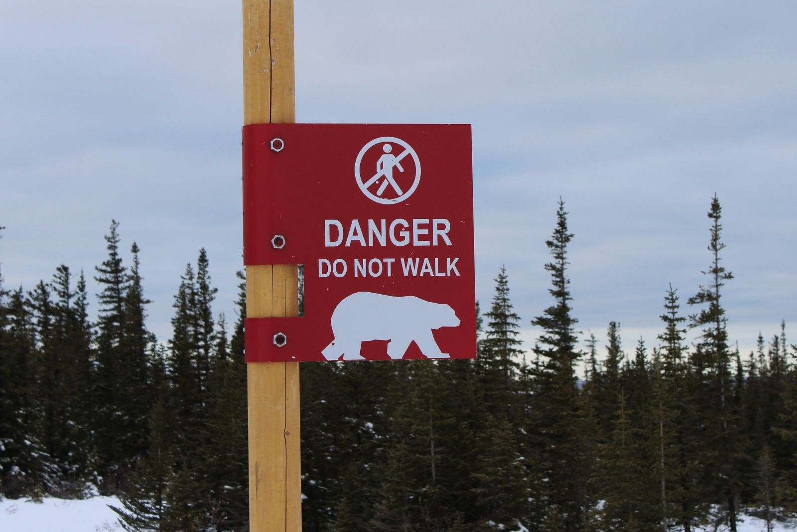 The Danger Do Not Walk sign on the edge of the boreal forest outside Churchill.