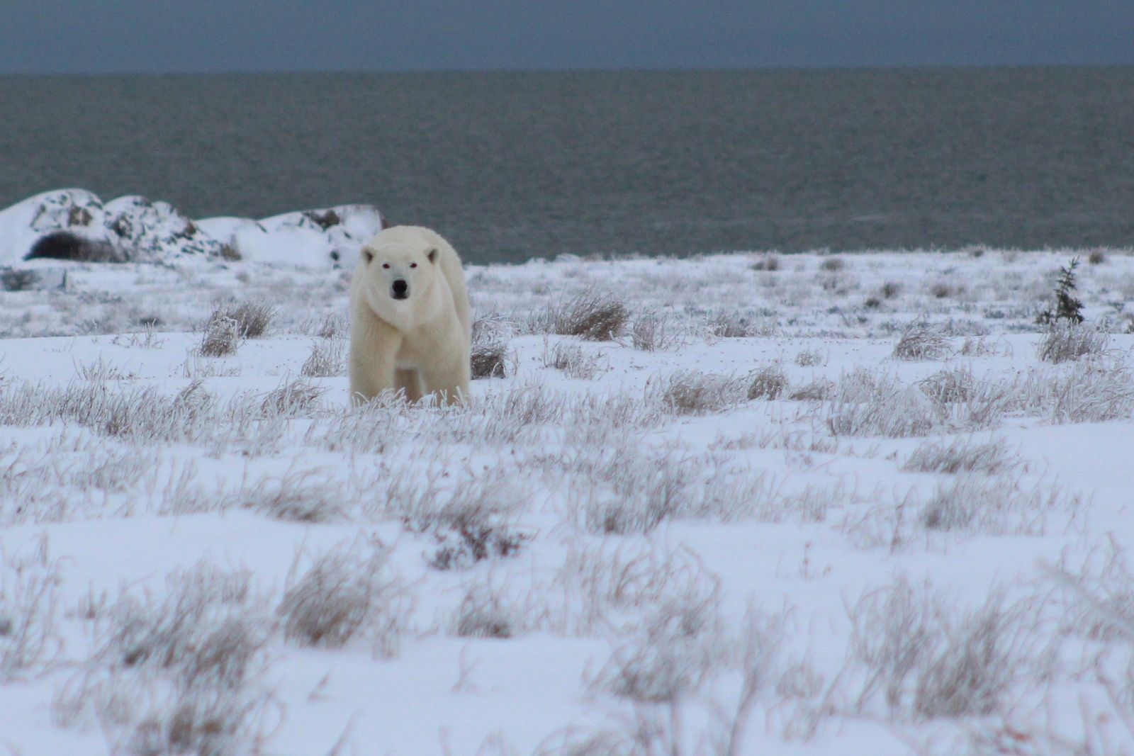 A large male polar bear walking through low tundra shrubs below snow-covered rocks.