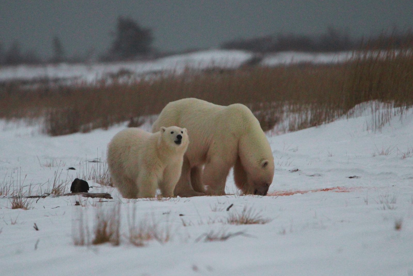 A mother polar bear feeding at a seal carcass while her cub looks up at the camera.