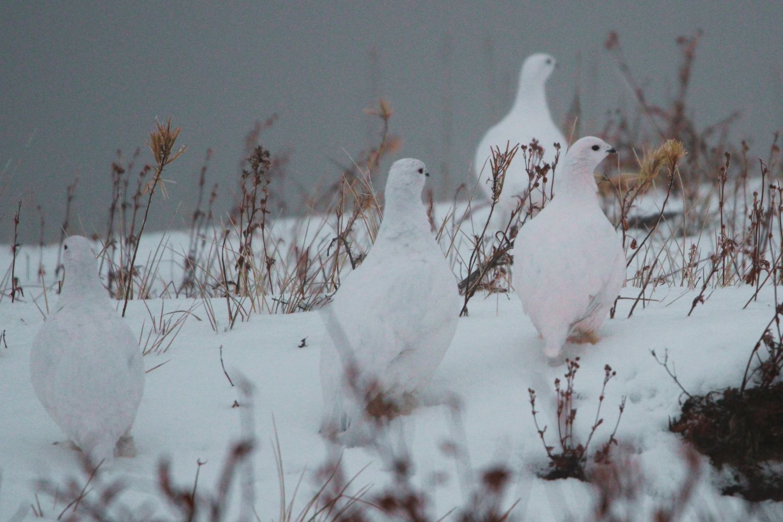 Four ptarmigan in full white winter plumage among frosted tundra scrub.