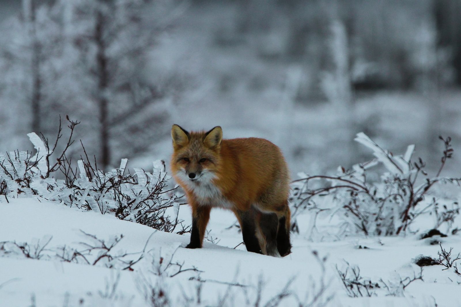 A red fox in winter coat standing on a snowy ridge among frosted branches.