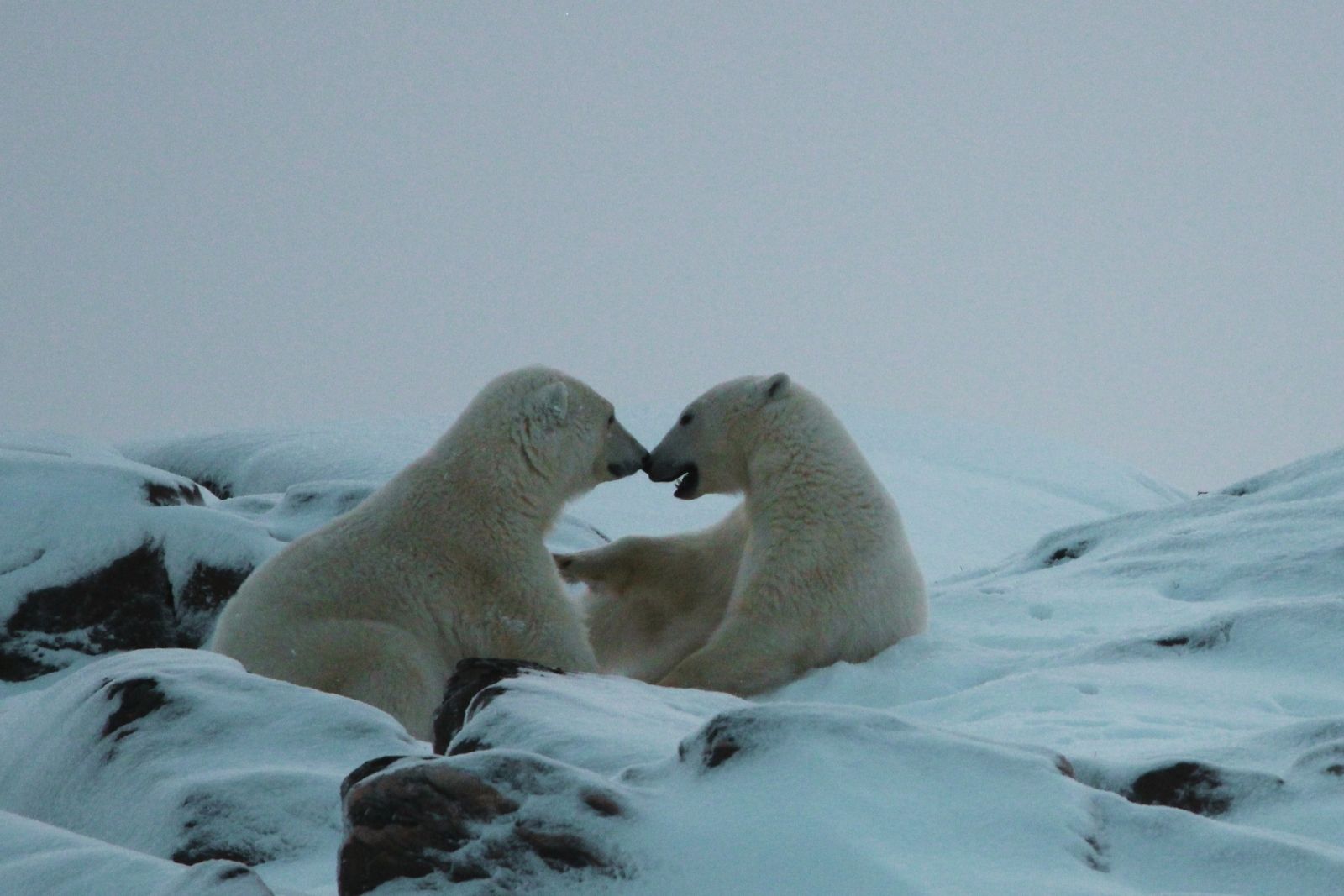 Two polar bear cubs tumbling and playing together on a snowy tundra ridge.
